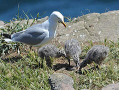 European Herring Gull