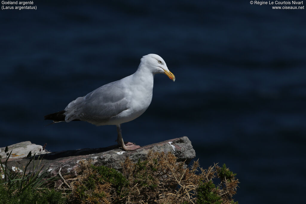 European Herring Gulladult