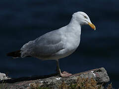 European Herring Gull