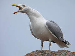 European Herring Gull