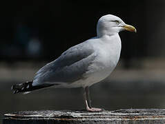 European Herring Gull