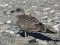 European Herring Gull