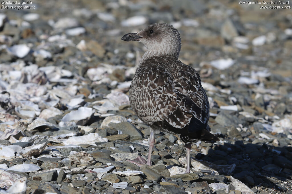 European Herring Gull