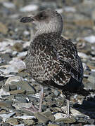 European Herring Gull