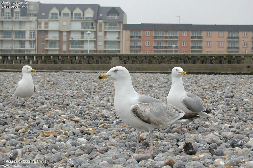 European Herring Gull