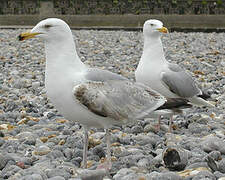 European Herring Gull