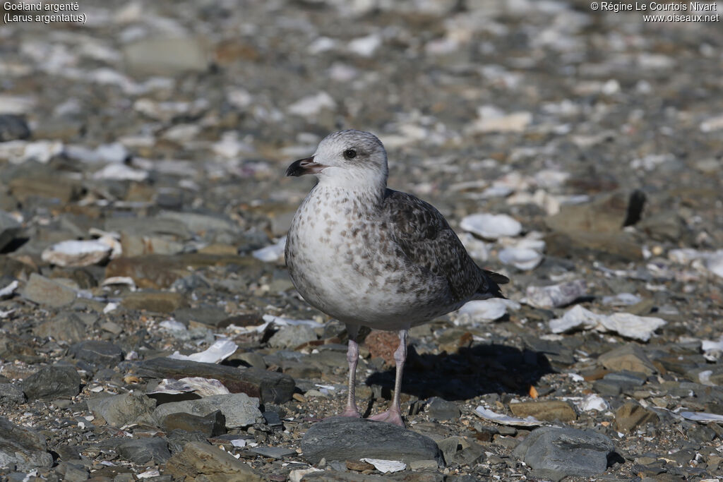 European Herring Gull