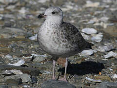 European Herring Gull