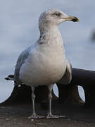 European Herring Gull