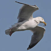 European Herring Gull