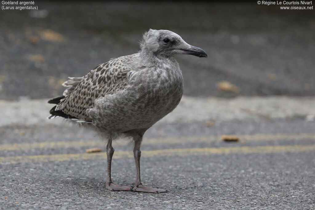 European Herring Gulljuvenile