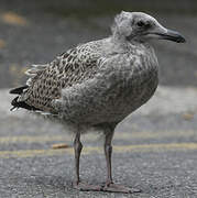 European Herring Gull