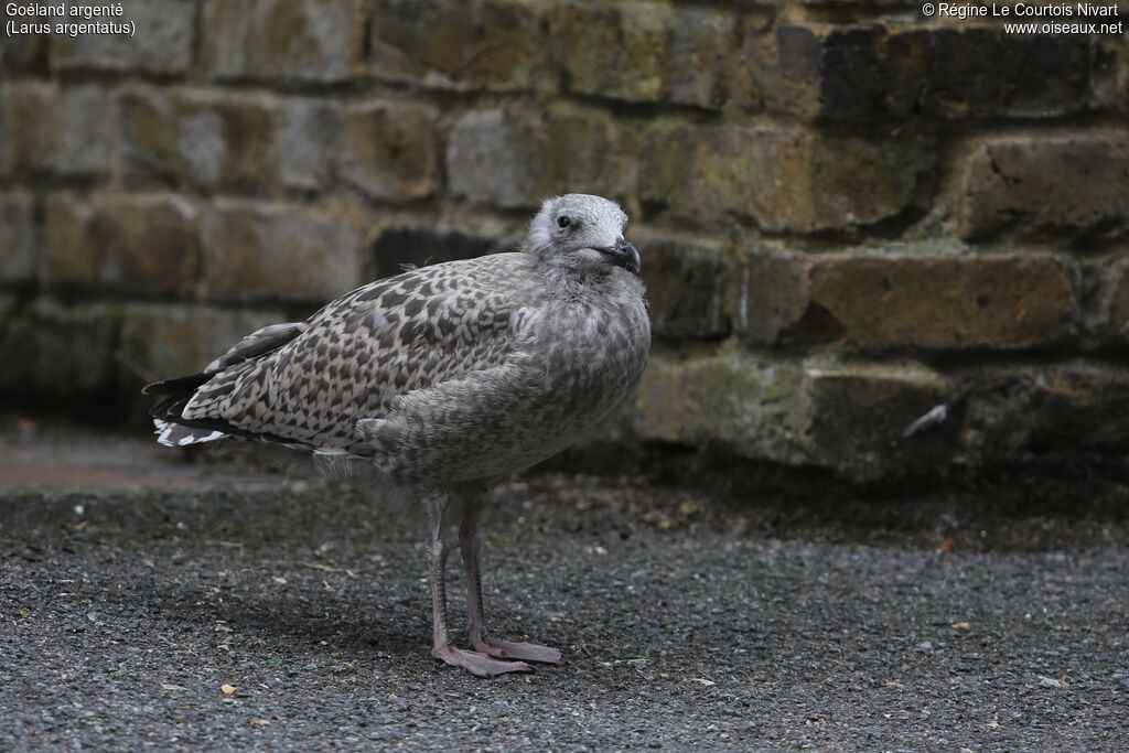 European Herring Gull