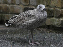 European Herring Gull