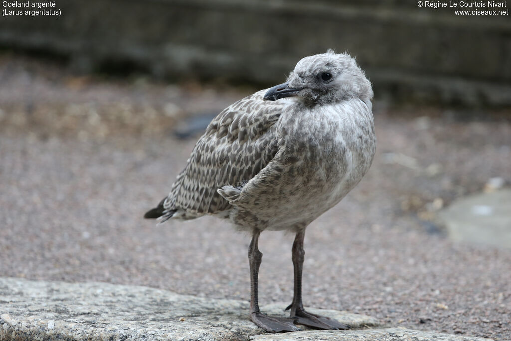 European Herring Gull