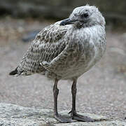 European Herring Gull