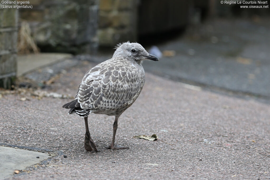 European Herring Gull