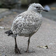 European Herring Gull