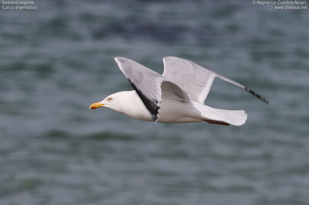 European Herring Gull
