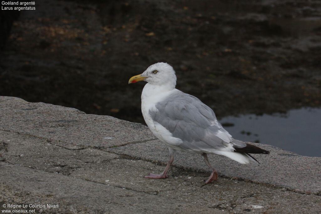 European Herring Gull