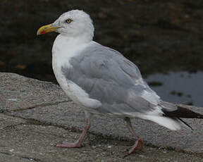 Goéland argenté