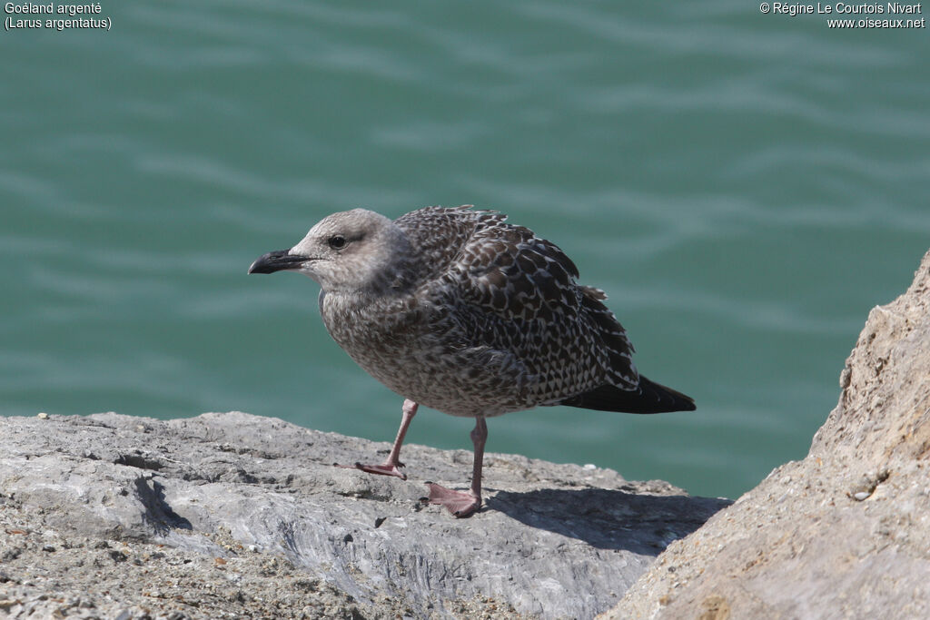 European Herring Gulljuvenile