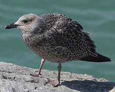 European Herring Gull