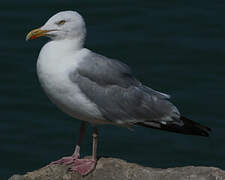 European Herring Gull