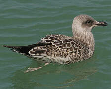 European Herring Gull