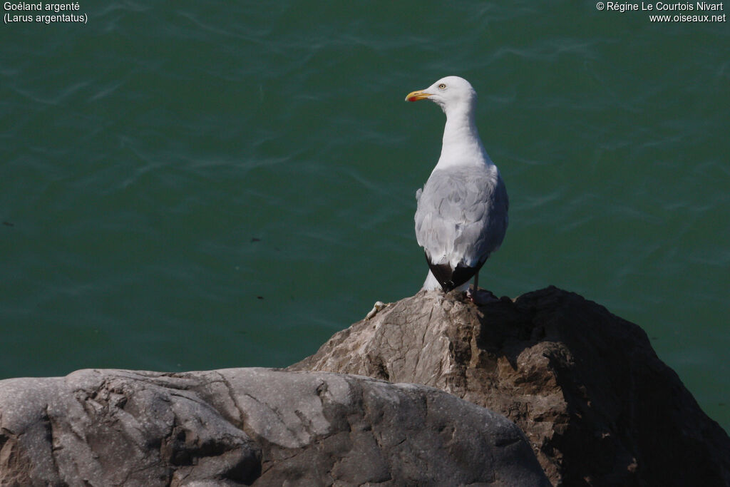 European Herring Gull