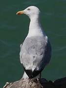 European Herring Gull