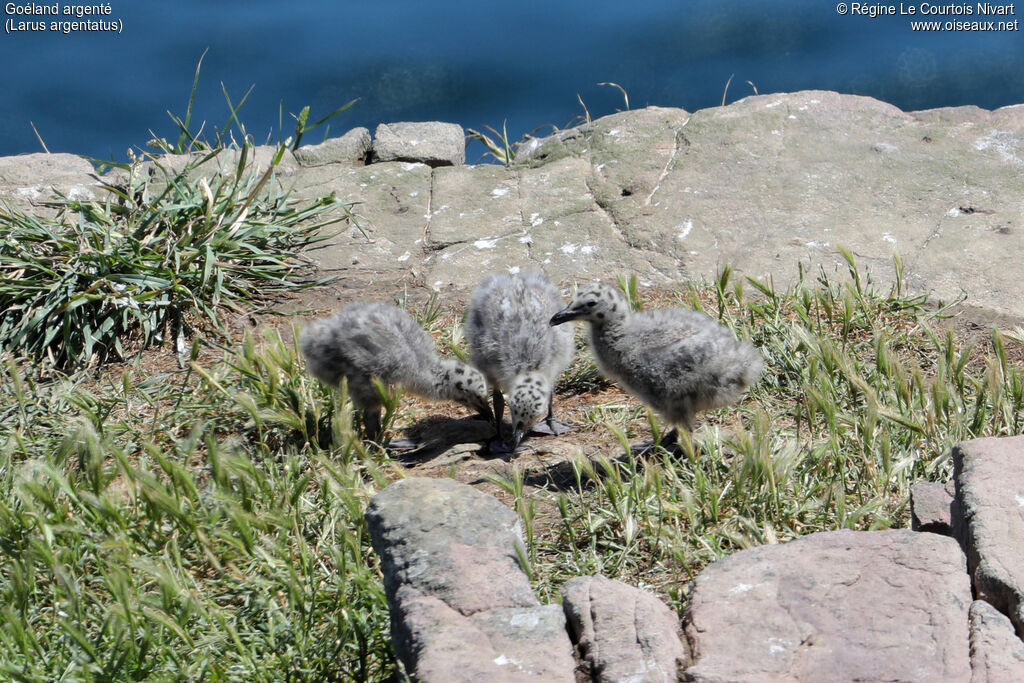 European Herring Gull female Poussin