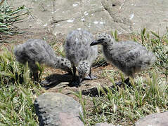 European Herring Gull