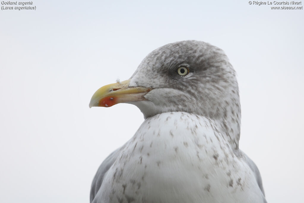 European Herring Gull