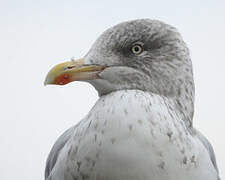 European Herring Gull