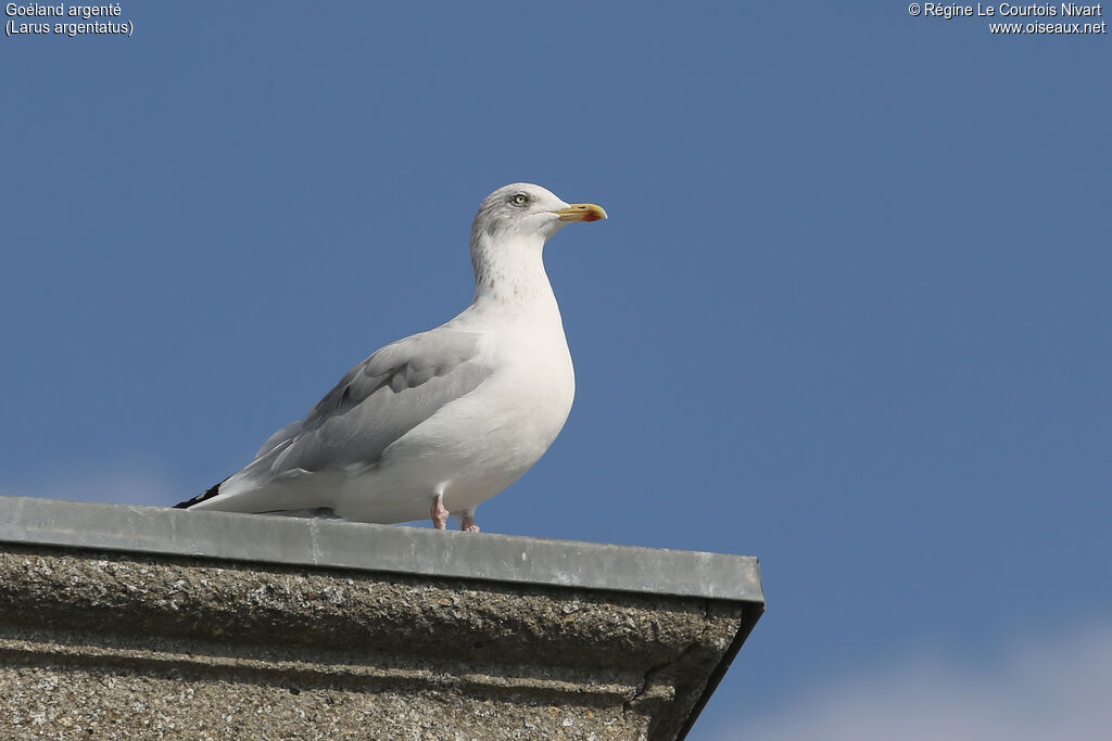 European Herring Gull