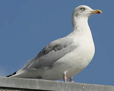 European Herring Gull