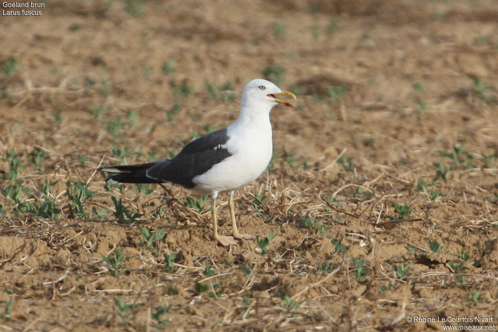 Lesser Black-backed Gulladult