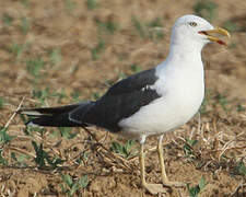 Lesser Black-backed Gull