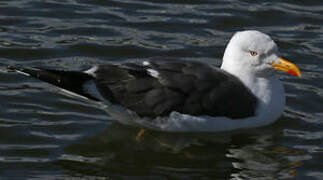 Lesser Black-backed Gull