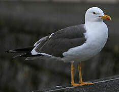 Lesser Black-backed Gull