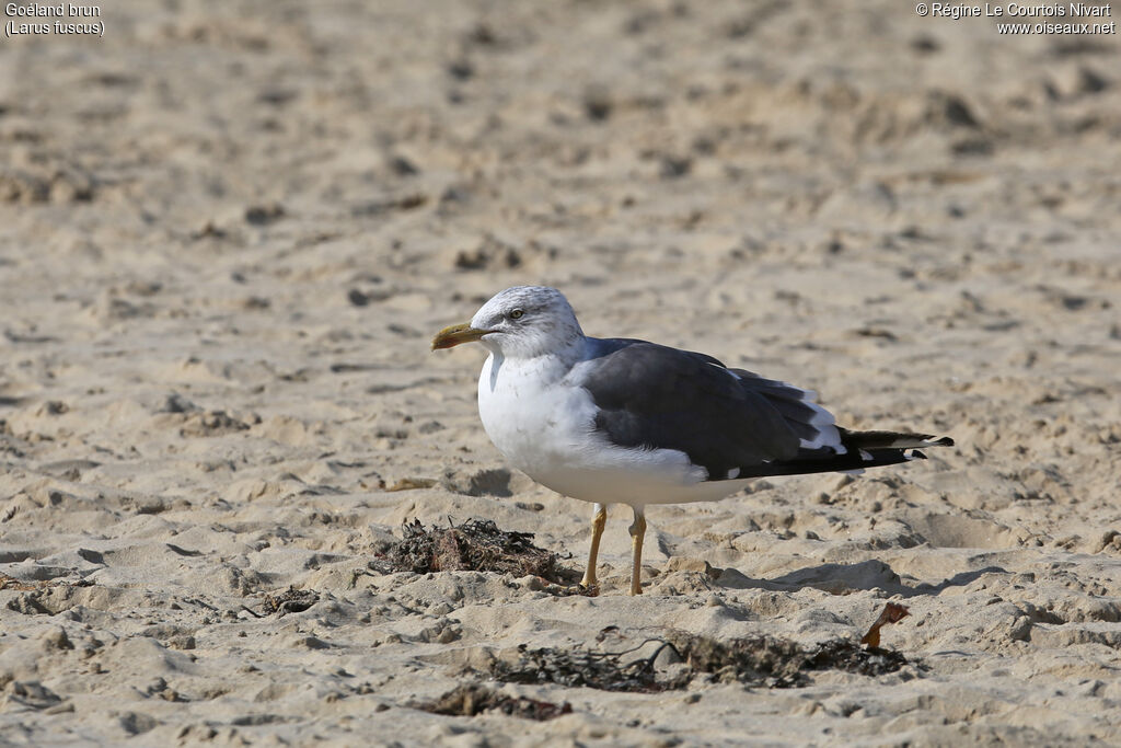 Lesser Black-backed Gulladult