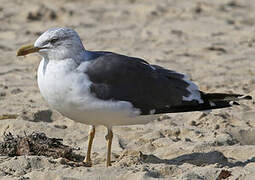 Lesser Black-backed Gull