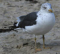 Lesser Black-backed Gull