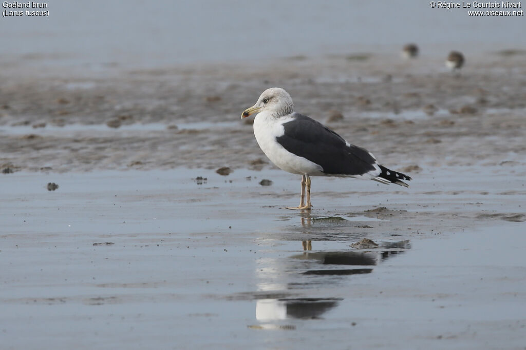 Lesser Black-backed Gull