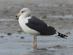 Lesser Black-backed Gull