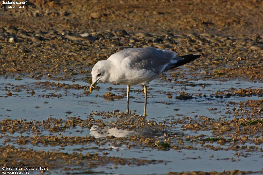 Mew Gull