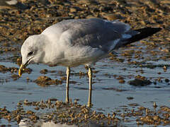 Mew Gull