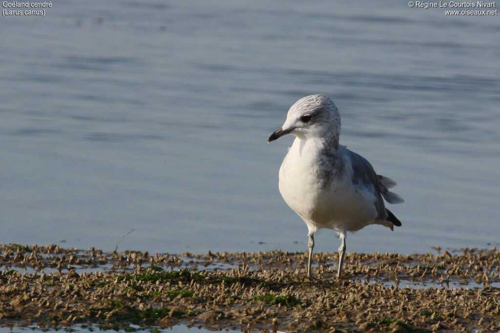 Mew Gull