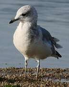 Common Gull